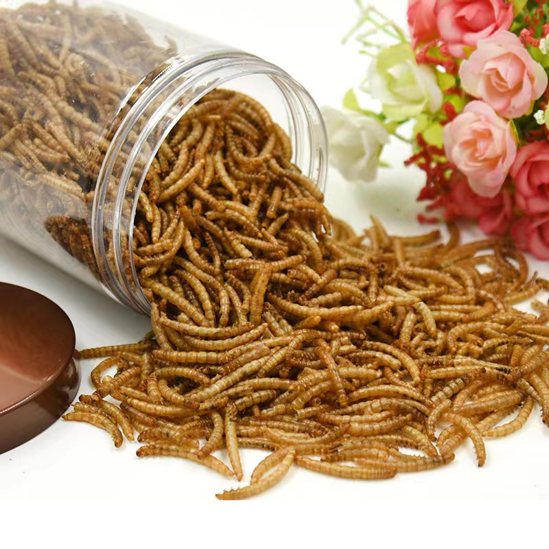 GMO Dried Mealworms  BSFL  for Fish
